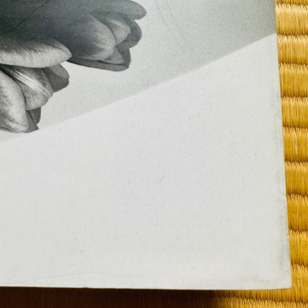 Mapplethorpe / The Complete Flowers 写真集