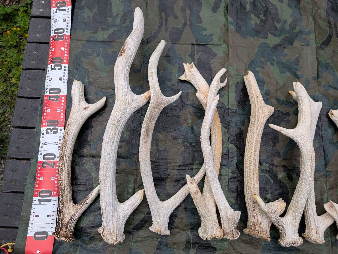 蝦夷鹿の角(狩り角)と落ち角「41本～42本セット」約23kg