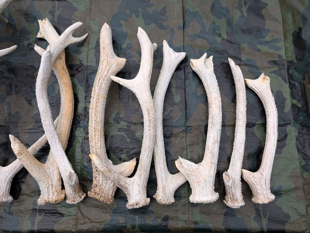 蝦夷鹿の角(狩り角)と落ち角「41本～42本セット」約23kg