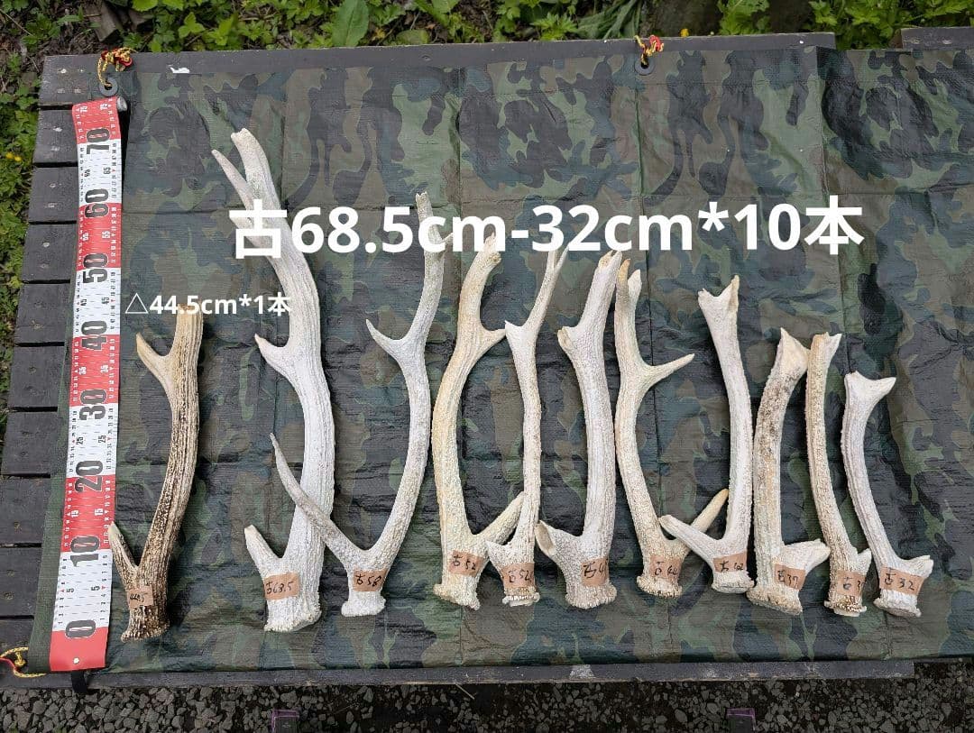蝦夷鹿の角(狩り角)と落ち角「41本～42本セット」約23kg