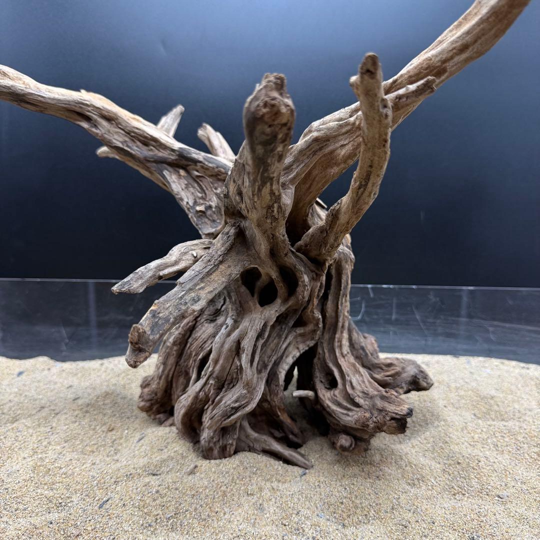 MSRW-6958 特大天然流木1点物　スリムウッド　アクアリウム