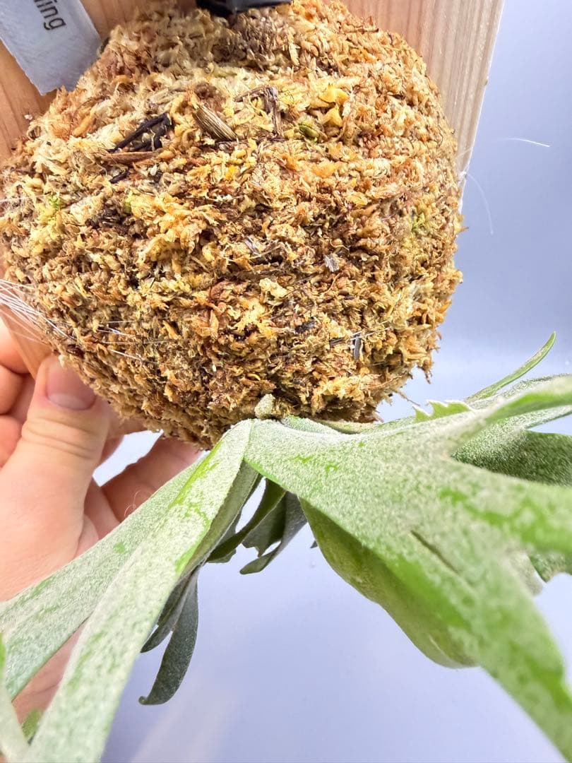 超極大+美品　ビカクシダ P.willinckii 'Jewel' spore