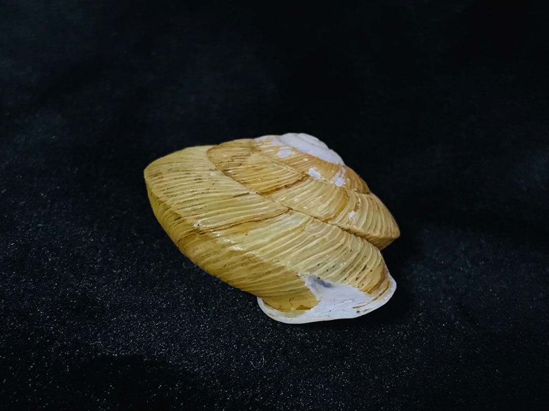 貝標本　エチゴマイマイ　貝口部傷