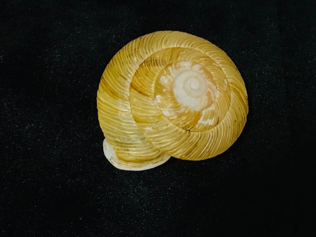 貝標本　エチゴマイマイ　貝口部傷