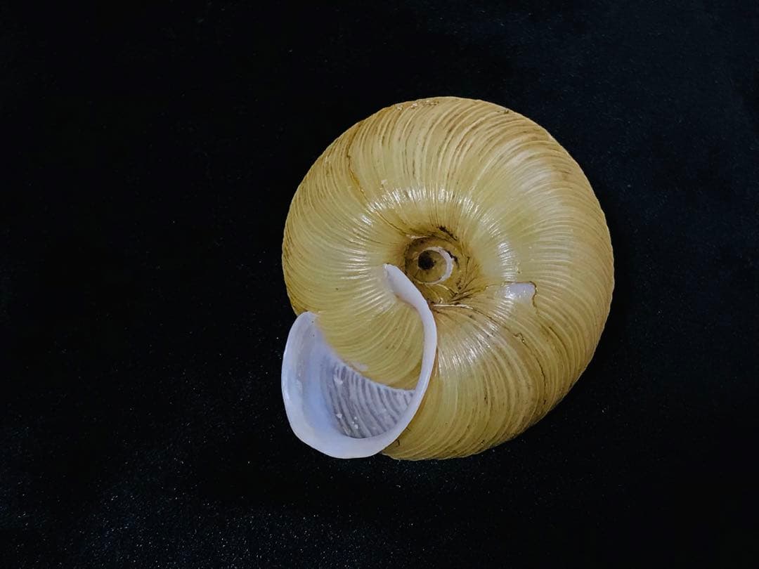 貝標本　エチゴマイマイ　貝口部傷