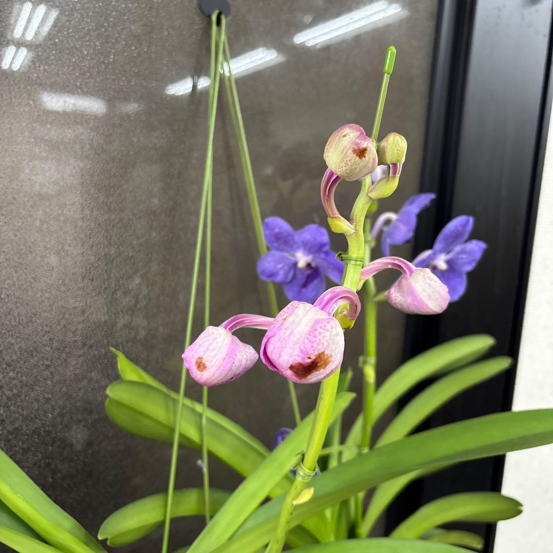 k*u様 洋蘭　洋ラン　バンダ　2種セット　ピンク　ブルー
