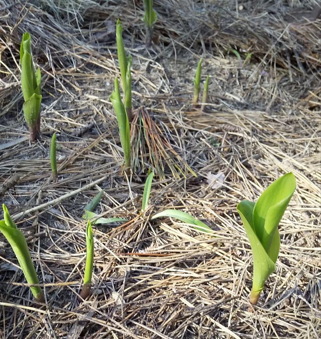 Anさん専用　日本すずらん 苗 芽 １２０個くらい