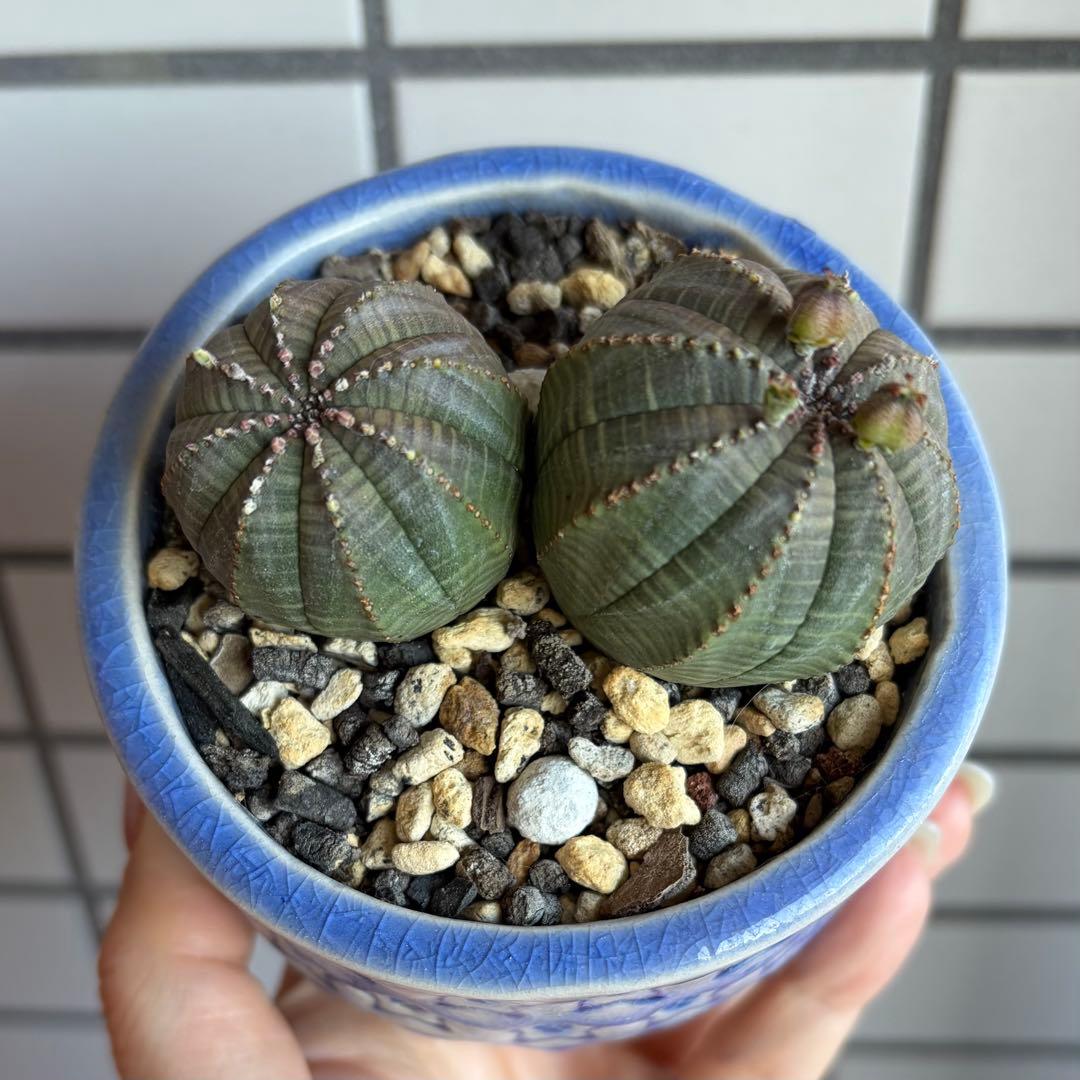 G*N様 ユーフォルビア オベサ 2頭 ダブルヘッド 種子付き