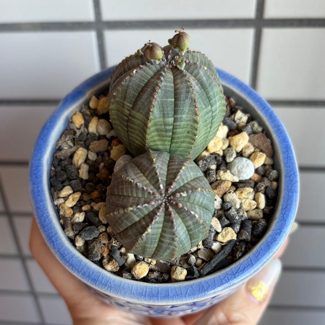 G*N様 ユーフォルビア オベサ 2頭 ダブルヘッド 種子付き