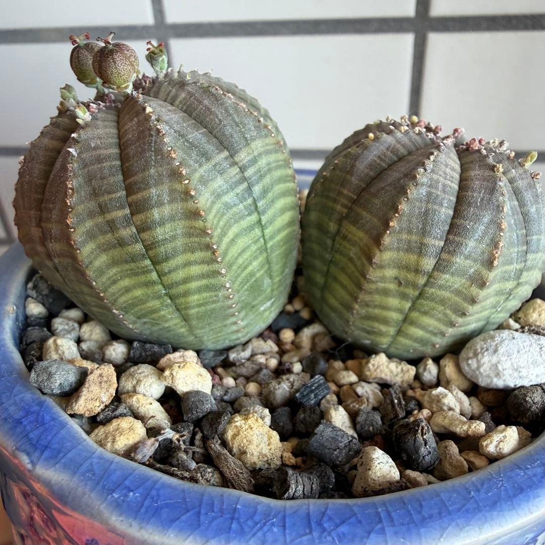 G*N様 ユーフォルビア オベサ 2頭 ダブルヘッド 種子付き