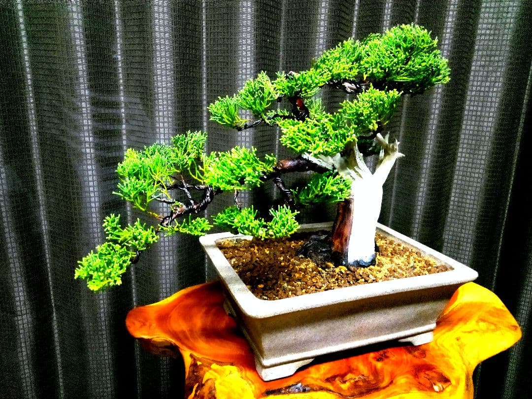 【貴風　糸魚川真柏盆栽】　　　　⭕幹太…新春セール❗ 　★1月末まで限定価格★