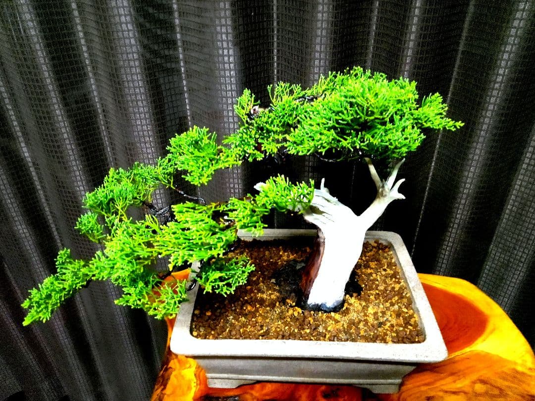 【貴風　糸魚川真柏盆栽】　　　　⭕幹太…新春セール❗ 　★1月末まで限定価格★