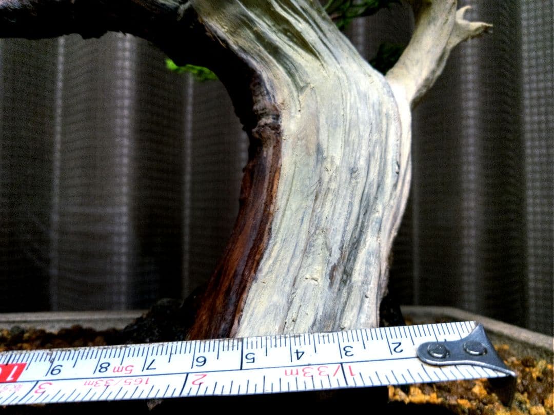 【貴風　糸魚川真柏盆栽】　　　　⭕幹太…新春セール❗ 　★1月末まで限定価格★