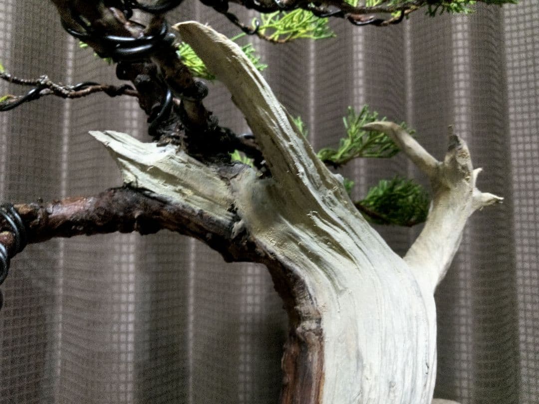 【貴風　糸魚川真柏盆栽】　　　　⭕幹太…新春セール❗ 　★1月末まで限定価格★