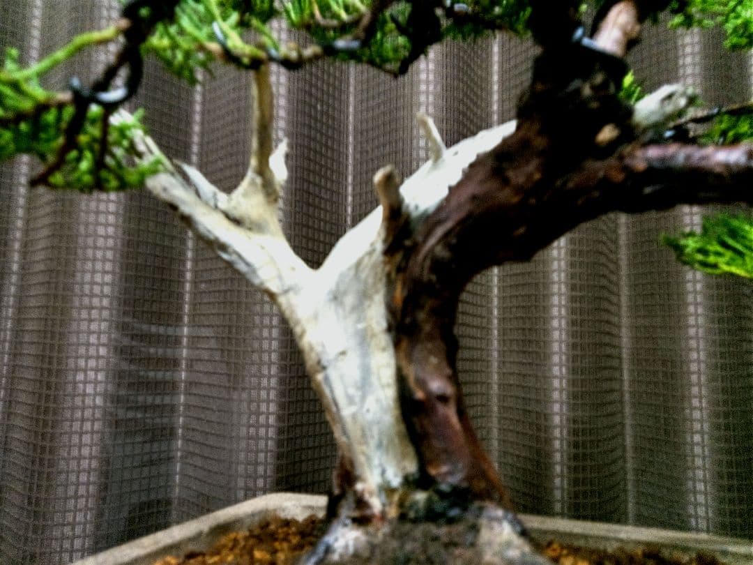 【貴風　糸魚川真柏盆栽】　　　　⭕幹太…新春セール❗ 　★1月末まで限定価格★