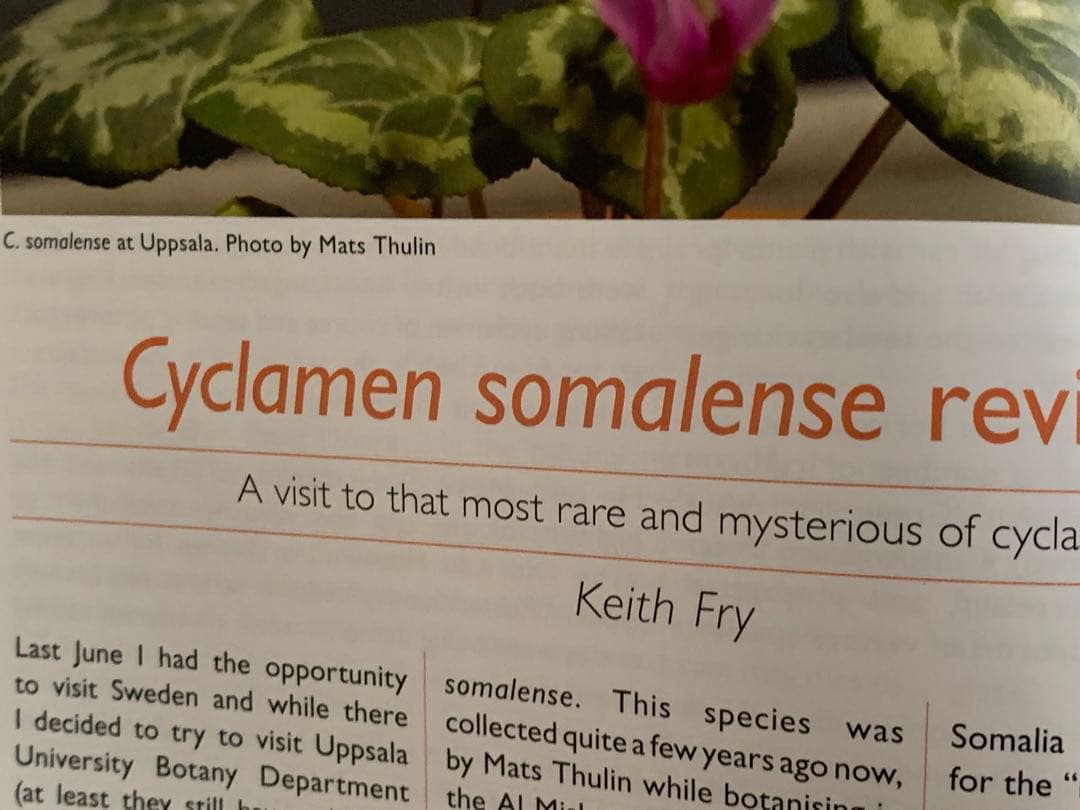 英国シクラメン協会ジャーナル16冊 幻の原種シクラメン ソマレンセ タイルバーン