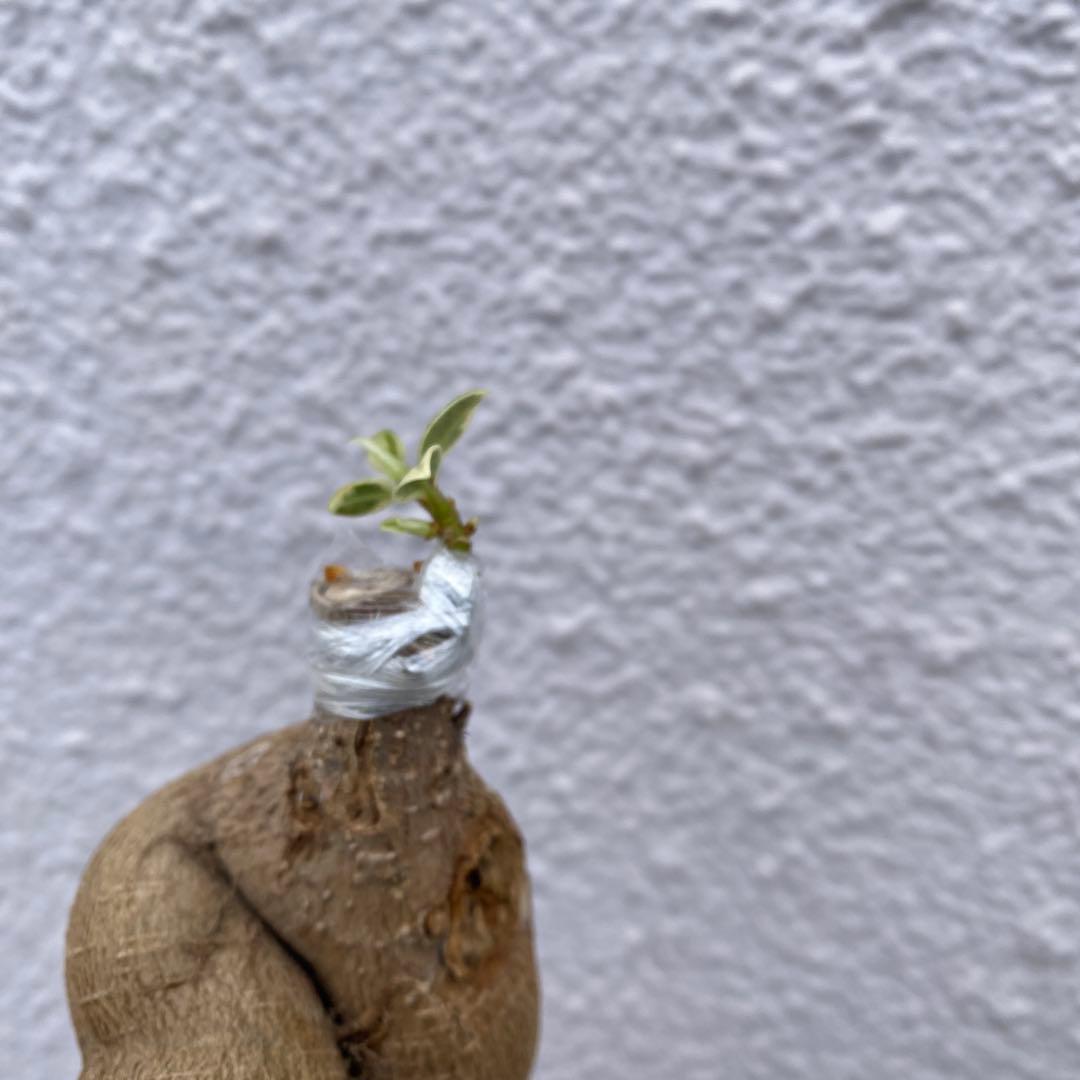 パンダガジュマル 斑入り 超希少 接木・鉢込 発根済み