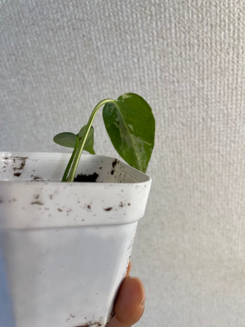 し*お様 モンステラ　デリシオーサ　バルバソー