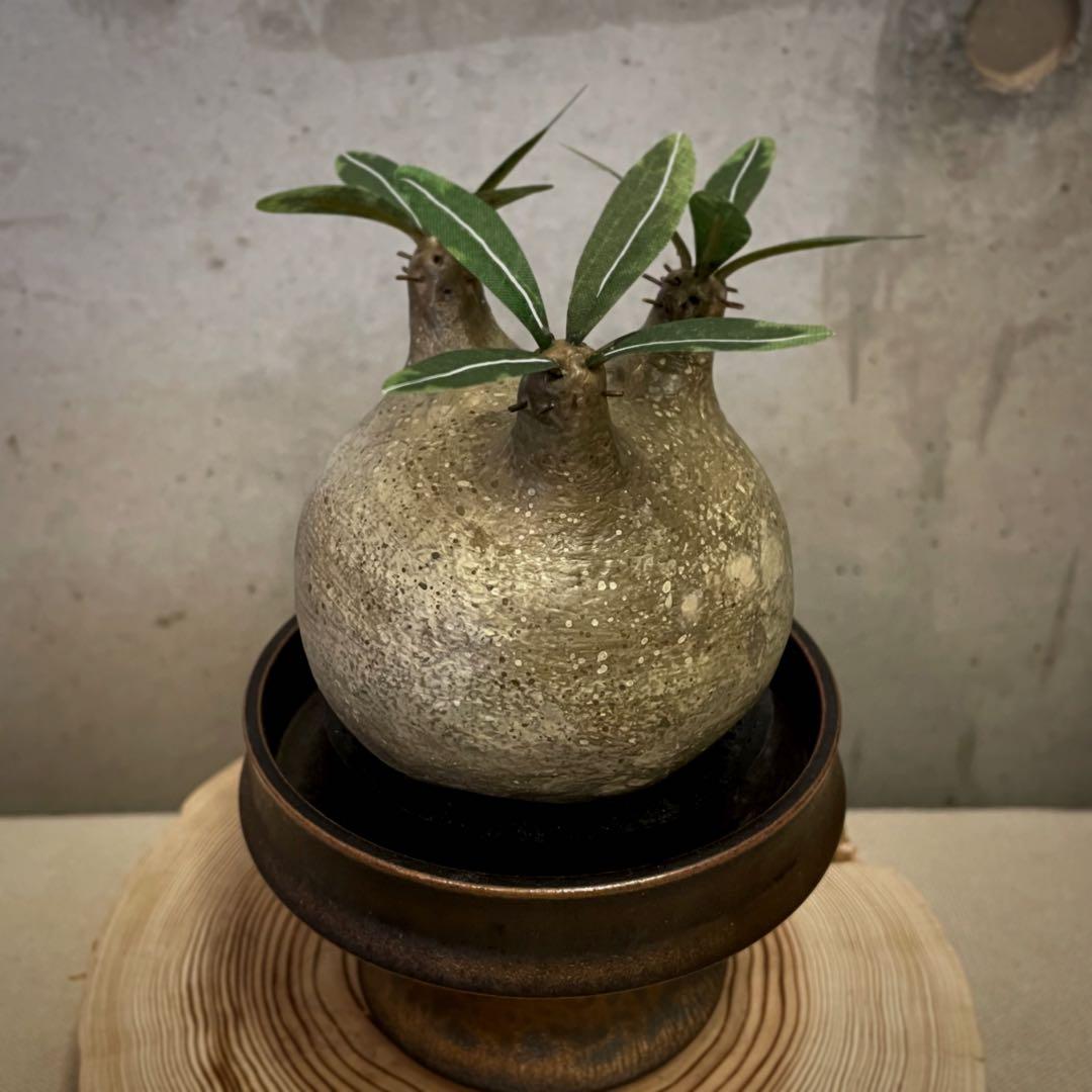 だ*ん様 クラフトプランツ パキポディウム グラキリス Mサイズ