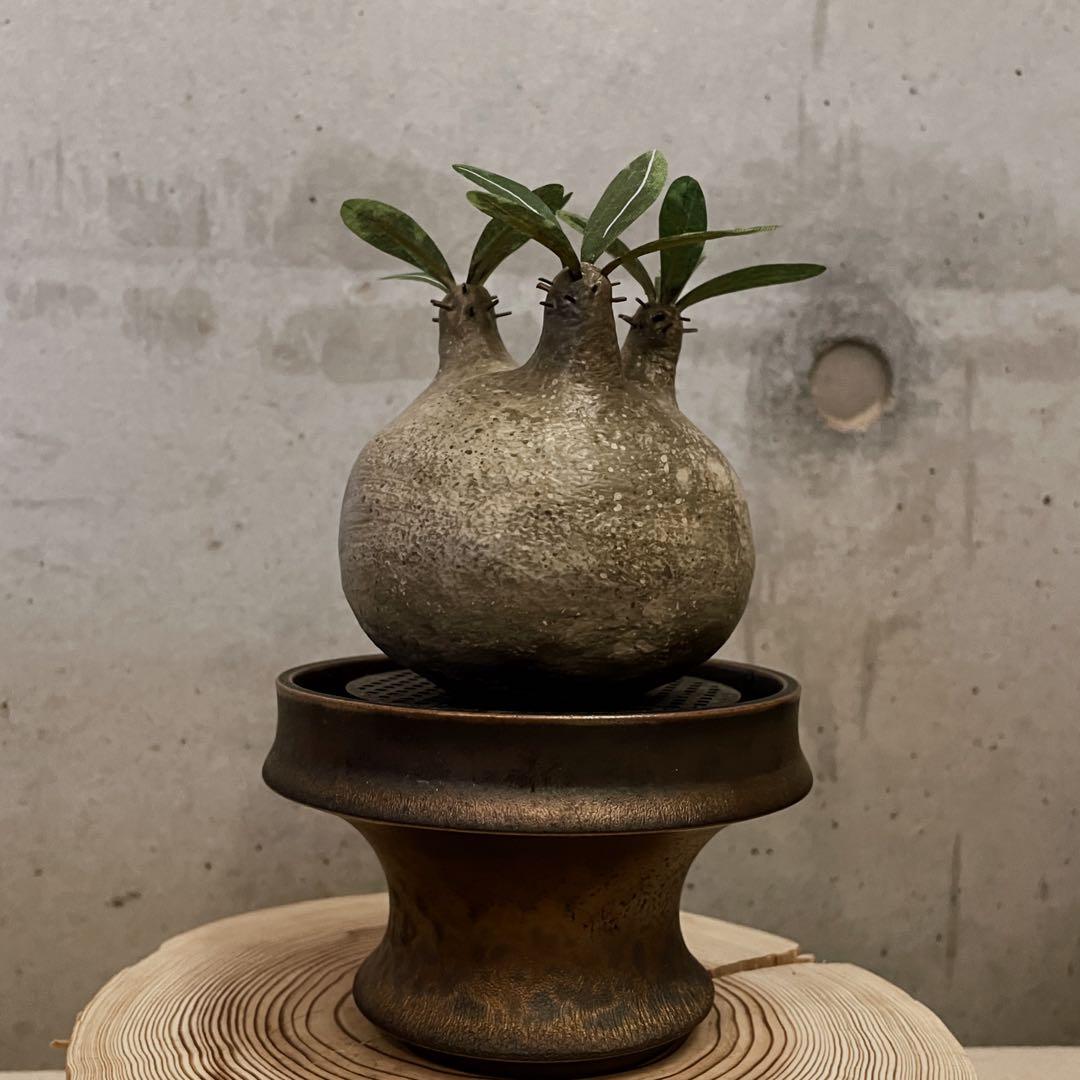 だ*ん様 クラフトプランツ パキポディウム グラキリス Mサイズ