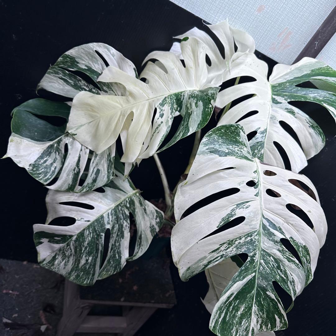 メ*3様 斑入りモンステラ ホワイトタイガー極美大株72cm白斑多