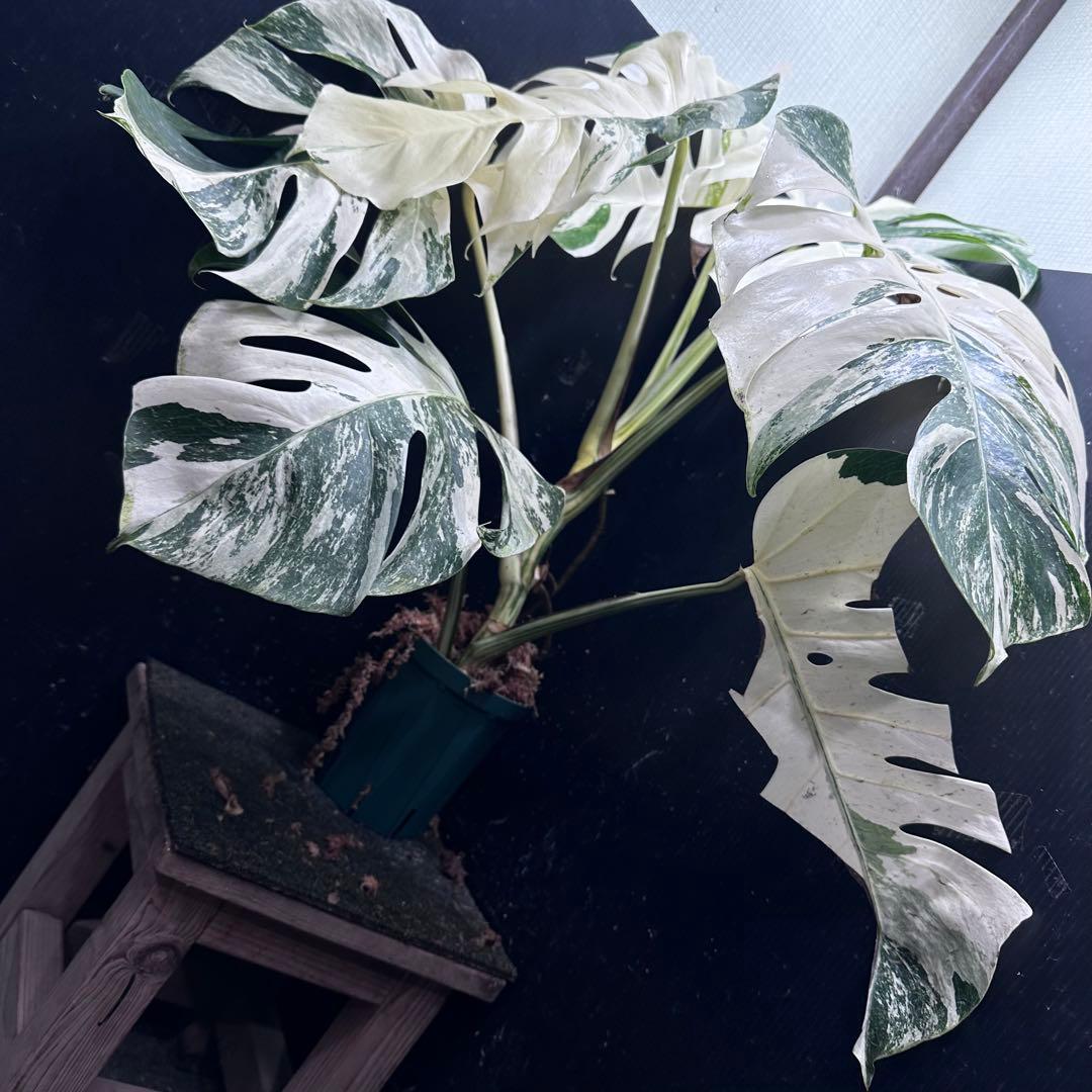 メ*3様 斑入りモンステラ ホワイトタイガー極美大株72cm白斑多