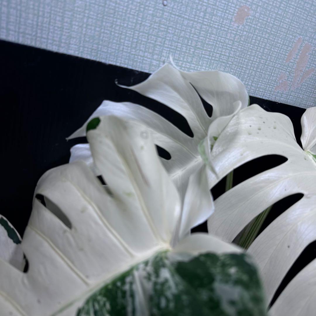 メ*3様 斑入りモンステラ ホワイトタイガー極美大株72cm白斑多