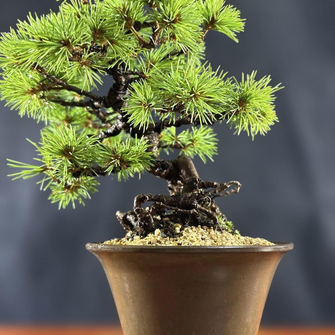 小品盆栽、赤石五葉松、根上り、模様木 目立った汚れ傷無しmedabon