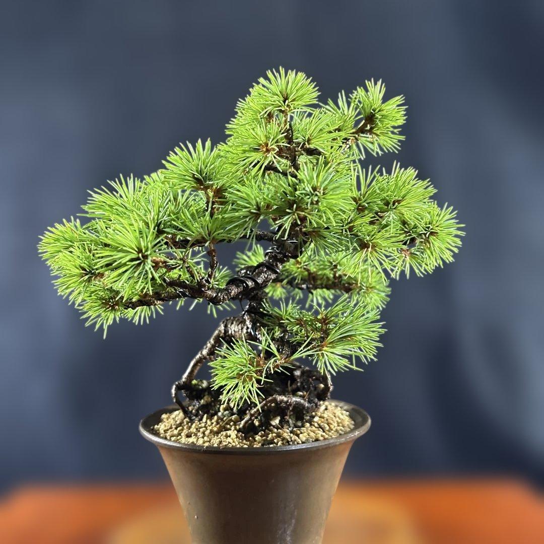 小品盆栽、赤石五葉松、根上り、模様木 目立った汚れ傷無しmedabon