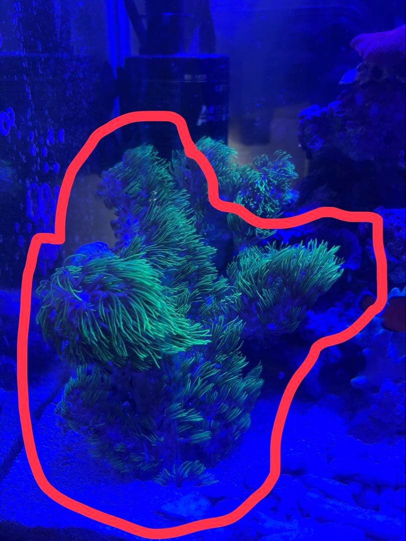 スターポリプ ロング