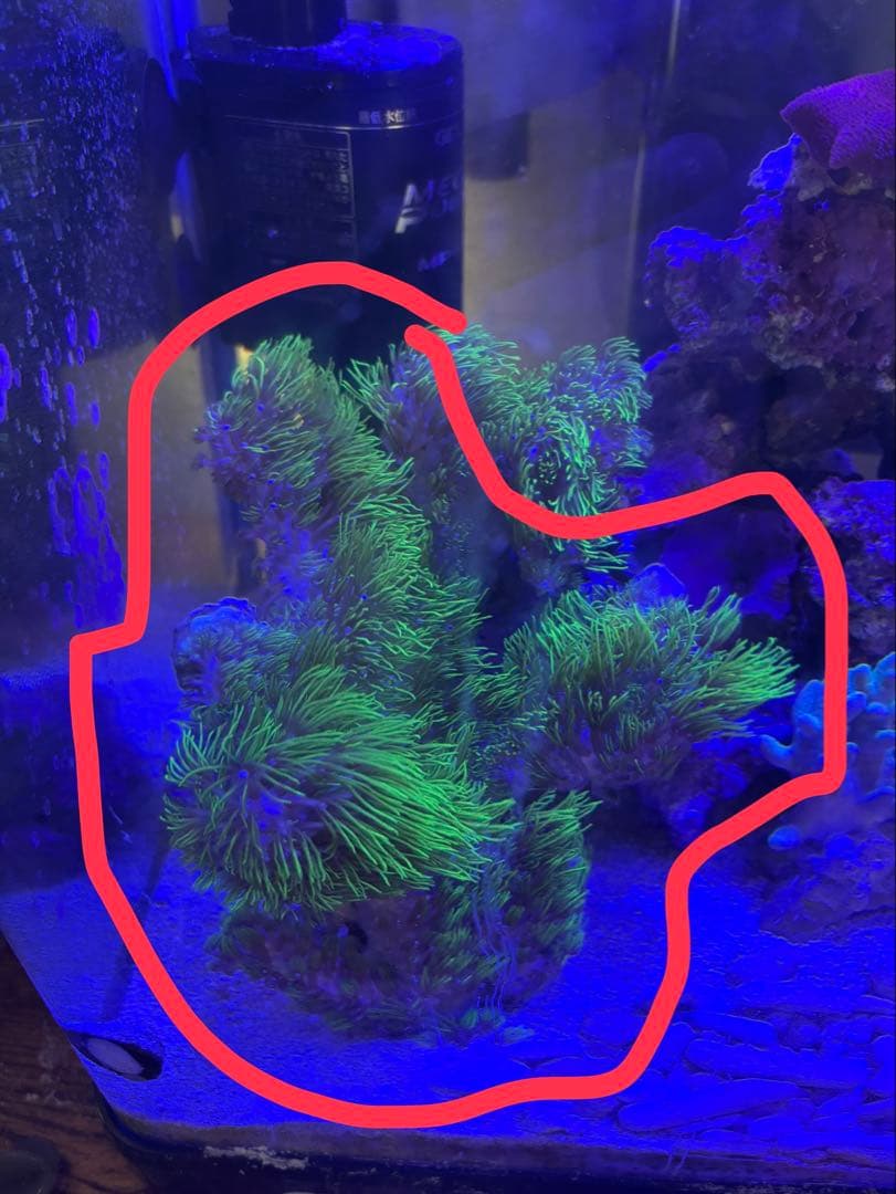 スターポリプ ロング