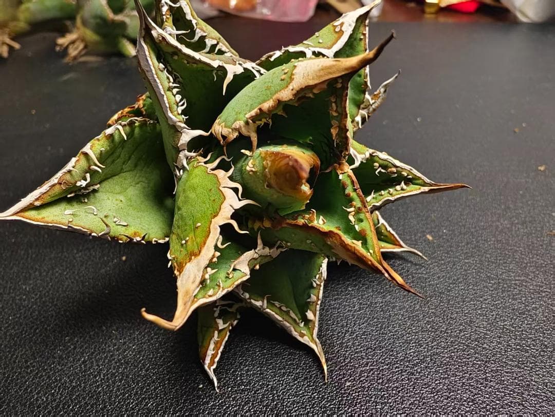 K*e様 アガベ チタノタ 麻花龍 極上強棘 美株 ブツブツ コレクシ Lize