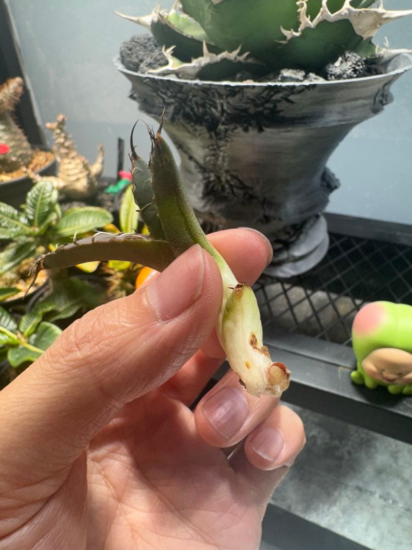 ア*ン様 アガベ・チタノタ・【特選】オテロイ　実生選抜株