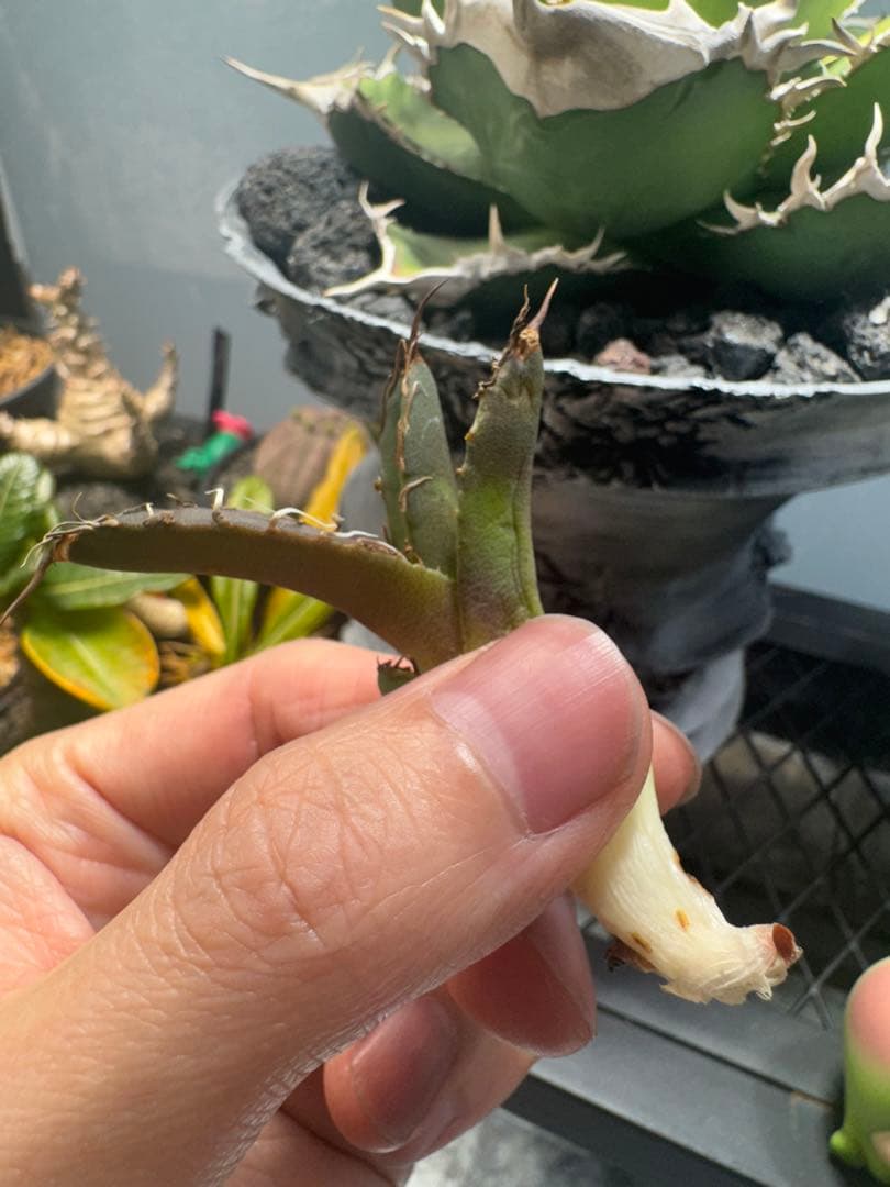 ア*ン様 アガベ・チタノタ・【特選】オテロイ　実生選抜株