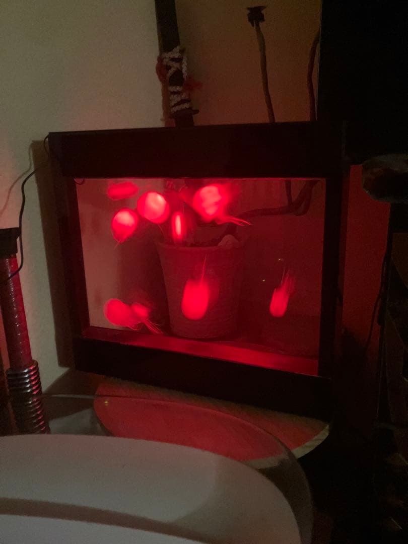 クラゲ　アクアリウム