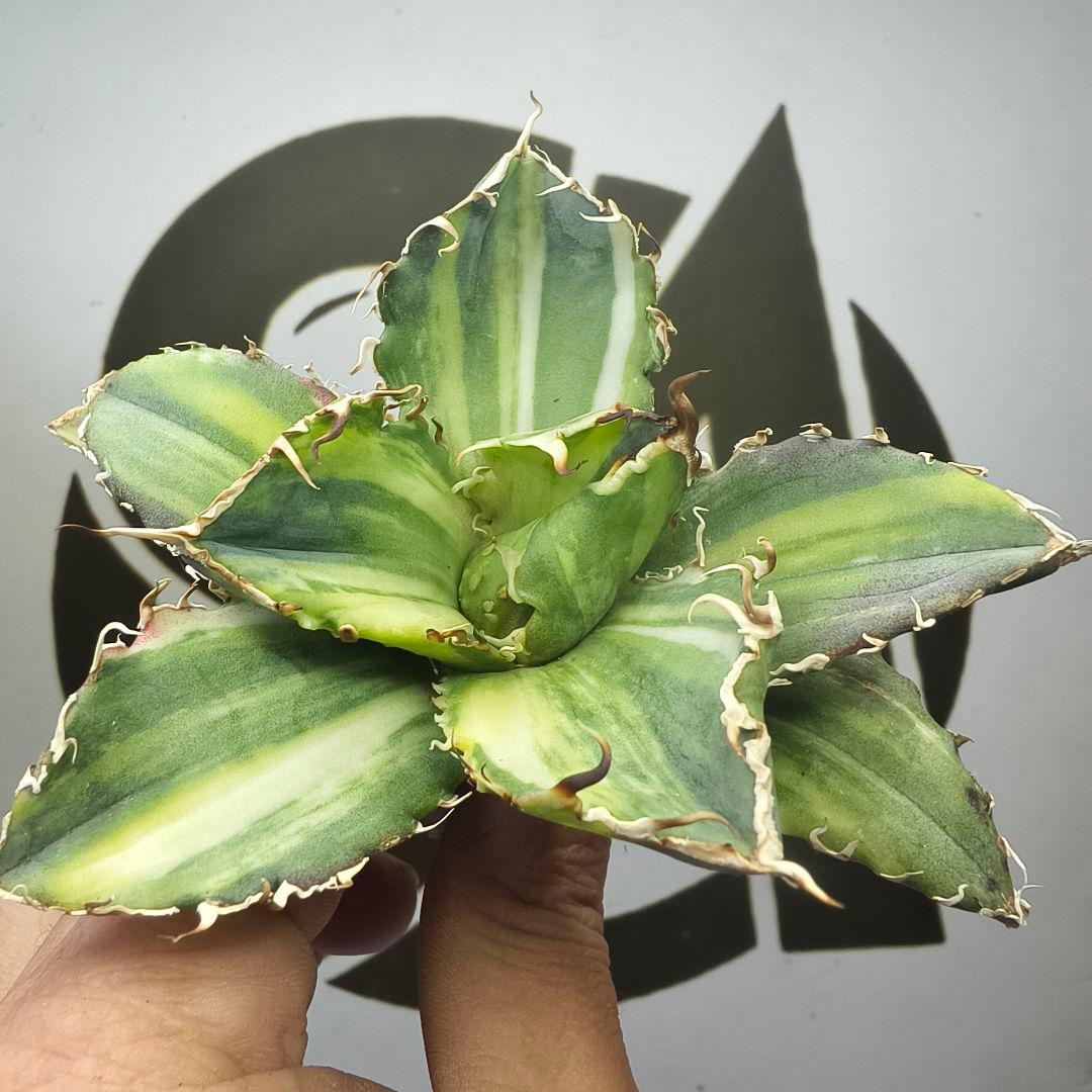 929【上澳園芸】 アガベ チタノタ 白鯨錦（永久斑） 縞斑錦