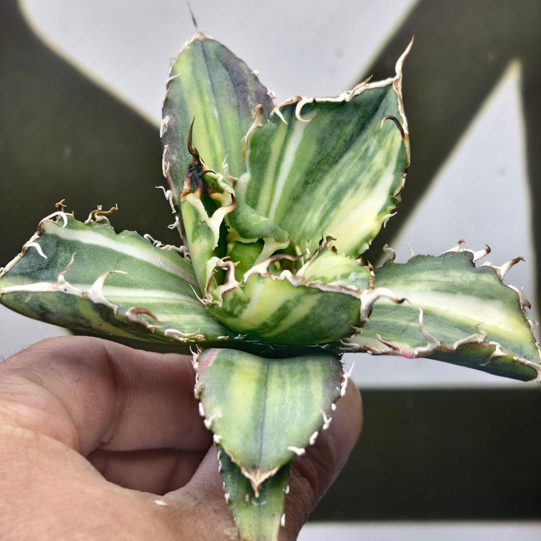 929【上澳園芸】 アガベ チタノタ 白鯨錦（永久斑） 縞斑錦