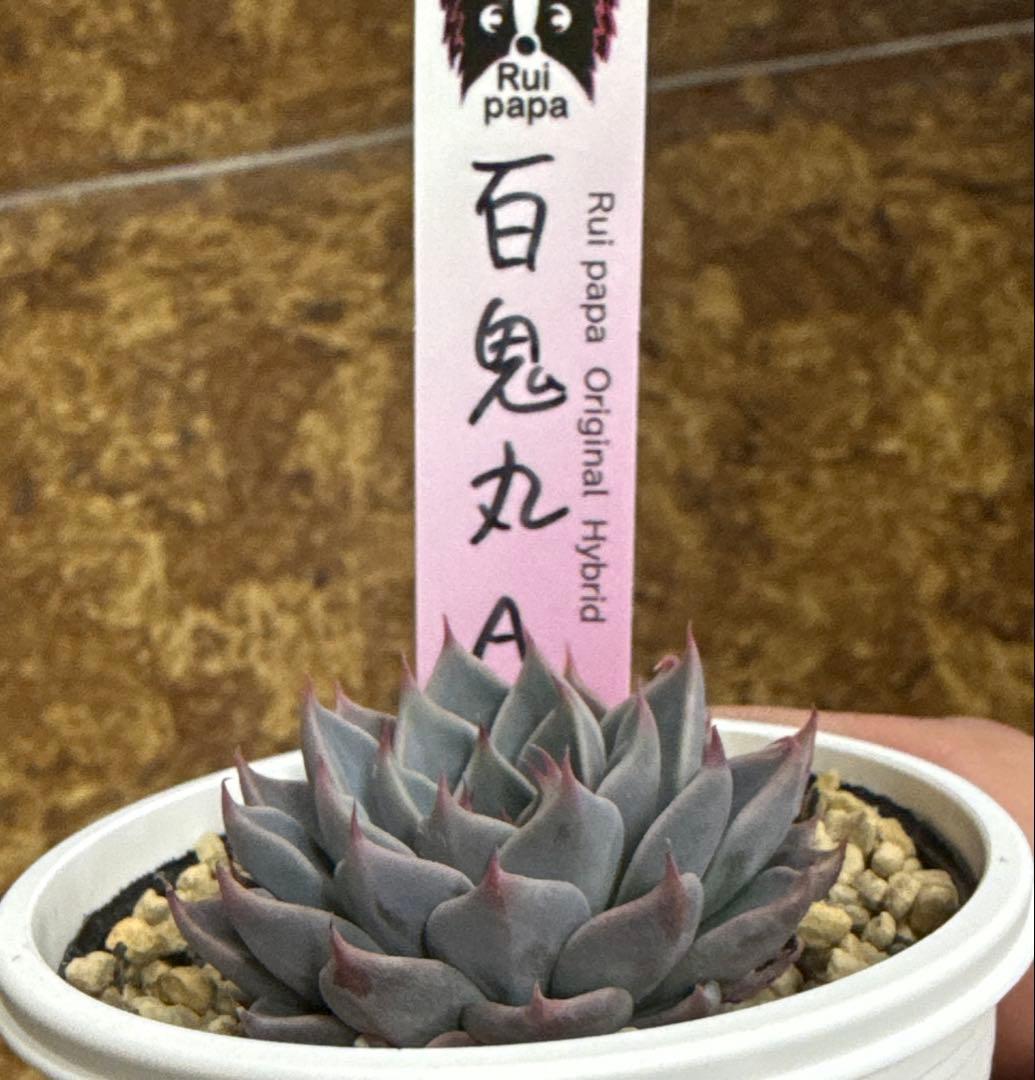 ルイパパさん苗　命名苗　百鬼丸　Aタイプ　札付き