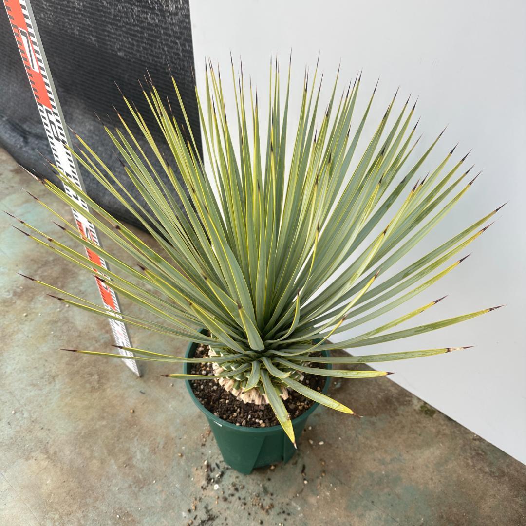 ユッカ　ロストラータ【24-643】超美形　シルバーブルー