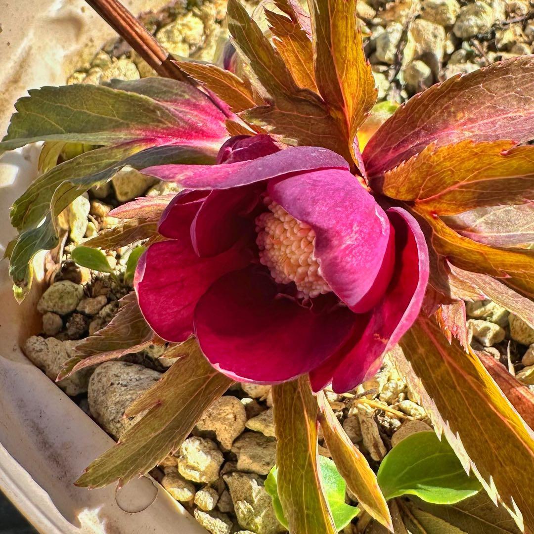 クリスマスローズ　ミスティーク×紅　交配苗　大木ナーサリー