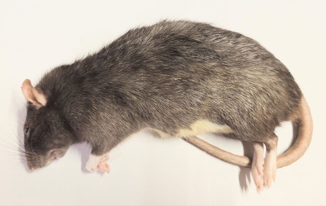 冷凍ラット 240~300g 30匹セット