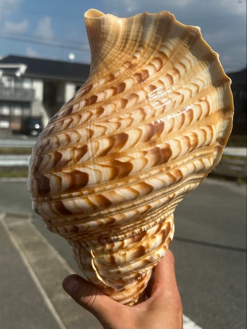 美品　法螺貝　直接37.3cm 蓋付