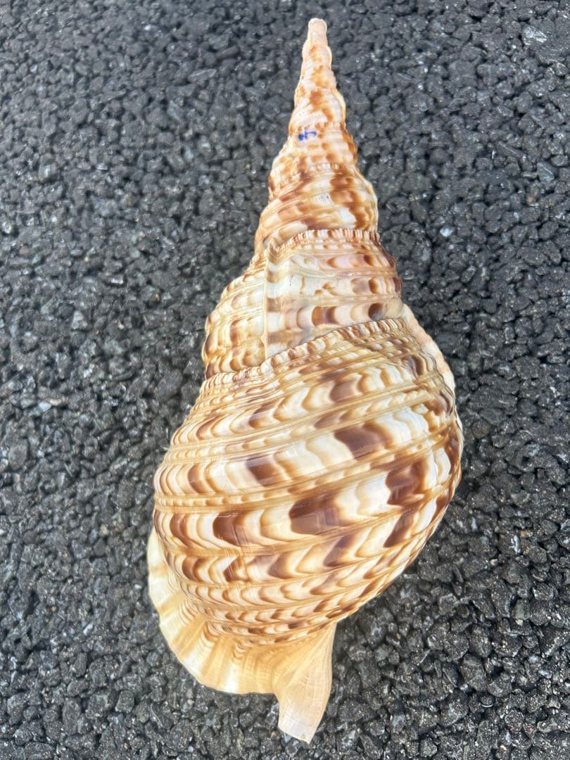 美品　法螺貝　直接37.3cm 蓋付