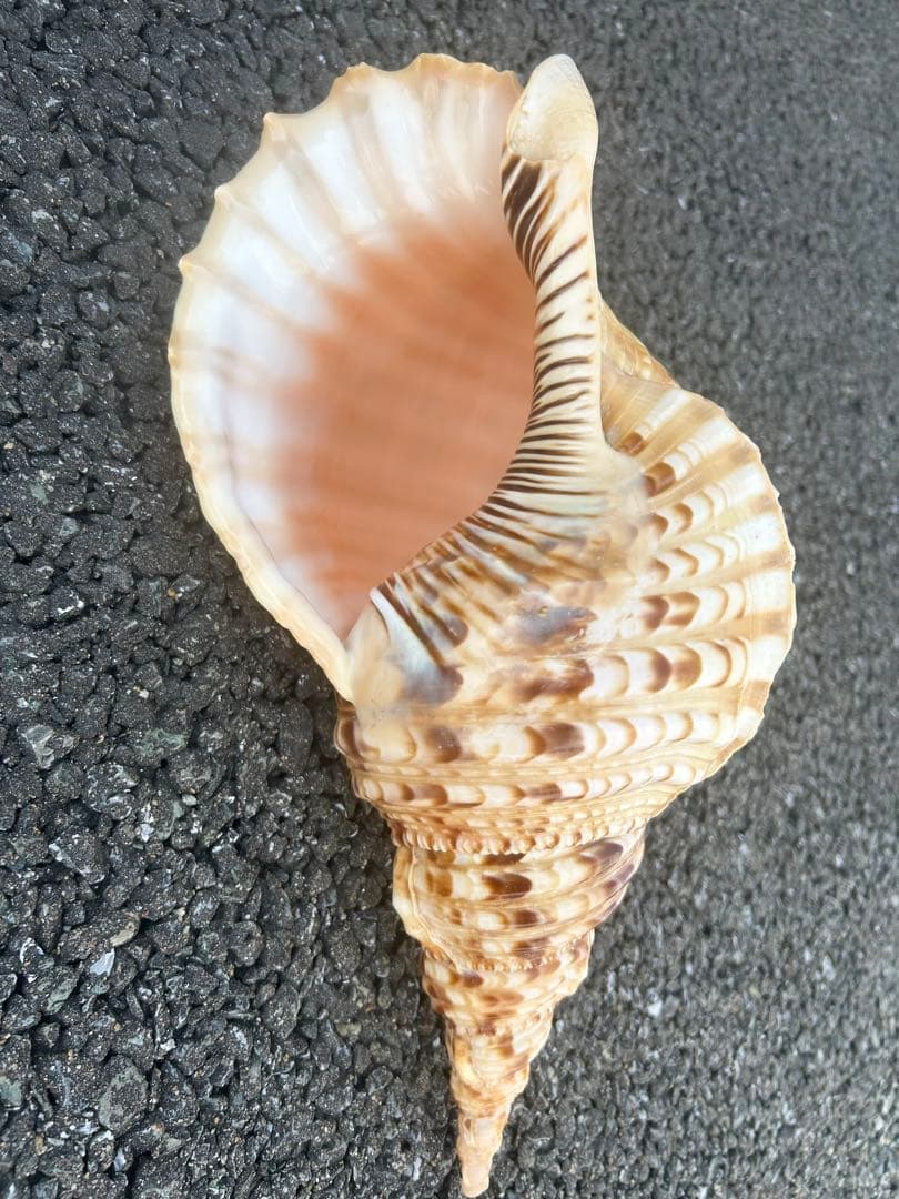 美品　法螺貝　直接37.3cm 蓋付