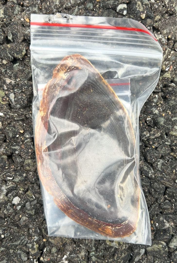 美品　法螺貝　直接37.3cm 蓋付