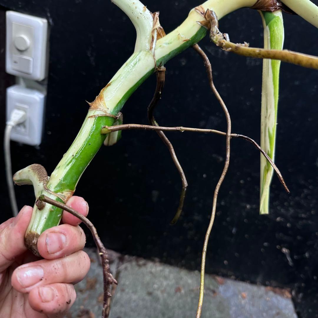 さ**様 斑入りモンステラホワイトタイガー大茎3株おまとめ