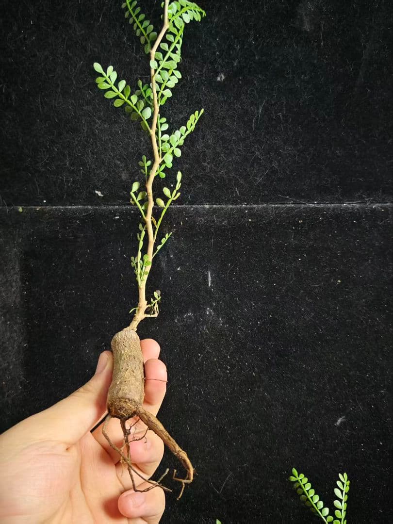 こ*い様 オペルクリカリア パキプス／Operculicarya pachypu