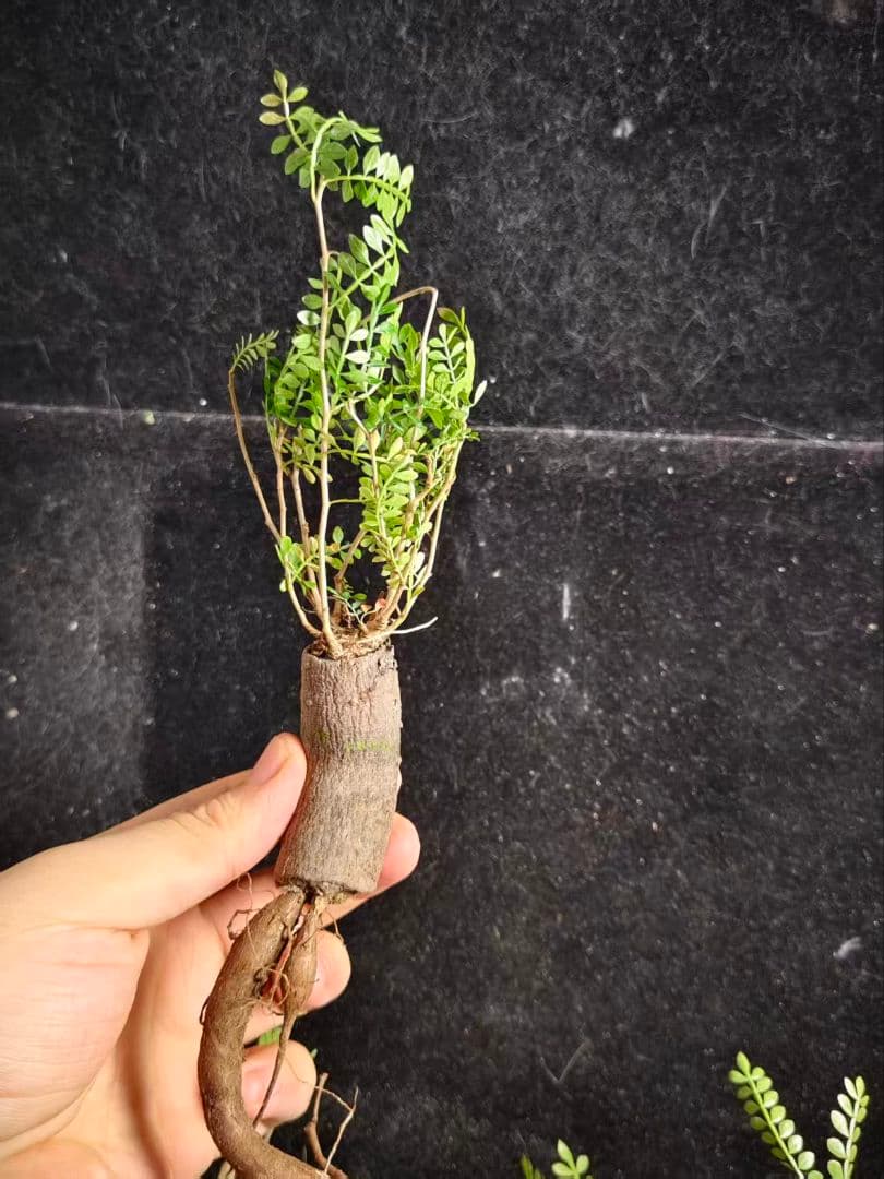 こ*い様 オペルクリカリア パキプス／Operculicarya pachypu