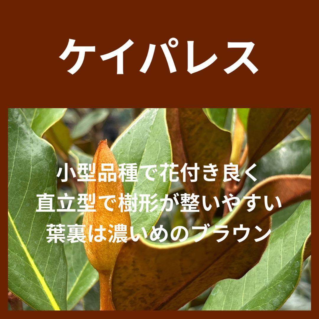 37.ケイパレス マグノリア 泰山木 タイサンボク 苗 苗木 小型品種