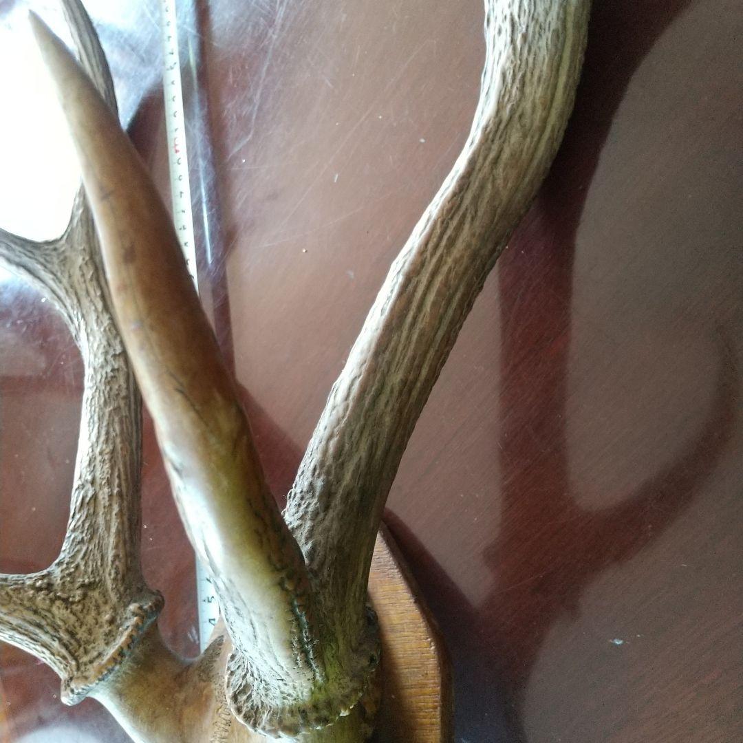 鹿の角 インテリア装飾 約60cm